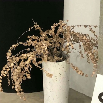 原创兽设世界观设计思路兽圈社群